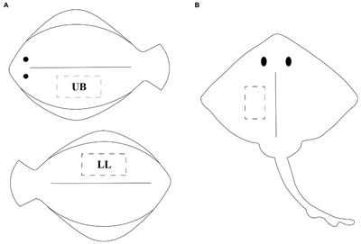 Nutritional profiling and contaminant levels of five underutilized fish species in Norway